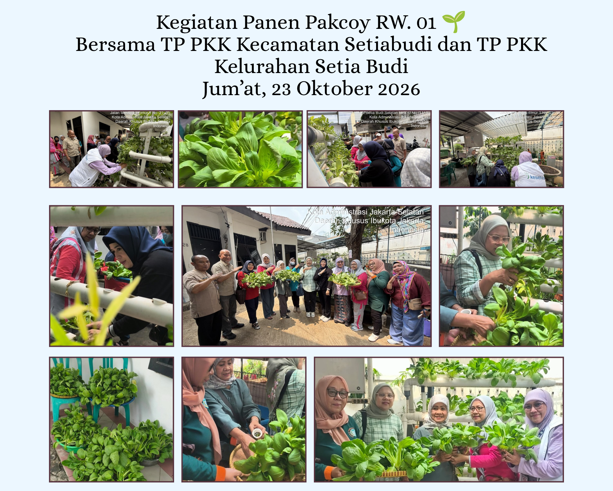 Panen-Pakcoy-di-Wilayah-RW-01-Kelurahan-Setia-Budi