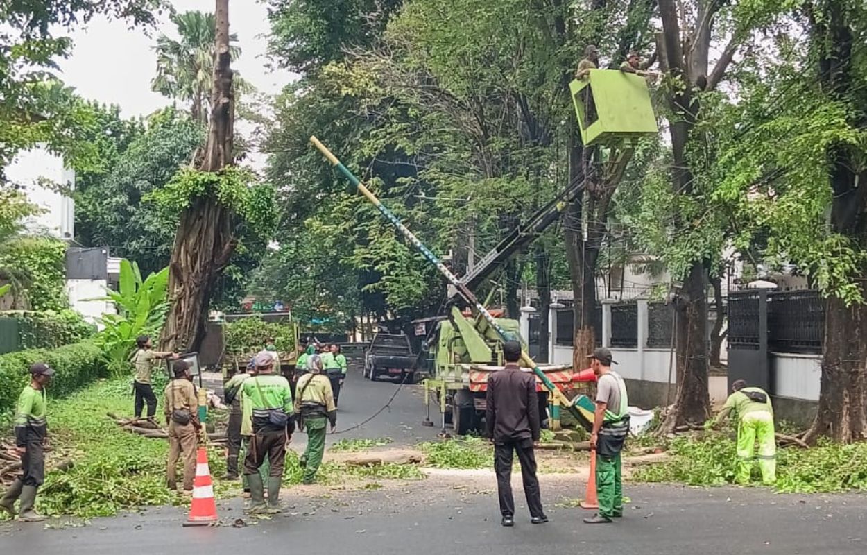 12 Pohon Rawan Tumbang Dipangkas di Lebak Bulus