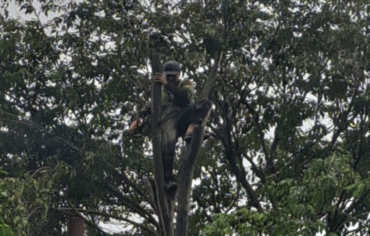 12 Pohon Rawan Tumbang Dipangkas di Lebak Bulus