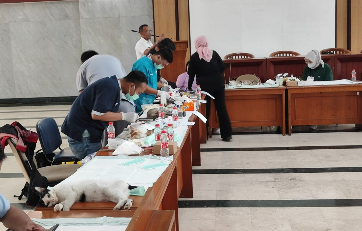 Sudin-KPKP-Sterilisasi-Kucing-Lokal-di-Kantor-Walikota-Jaksel