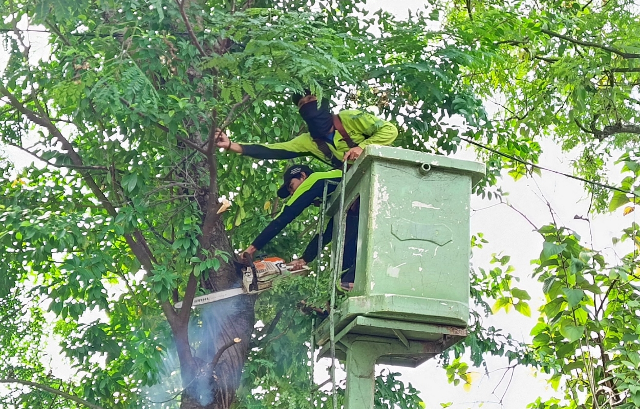 Tiga-Pohon-Saga-di-Jalan-M-Kahfi-II-Dipangkas