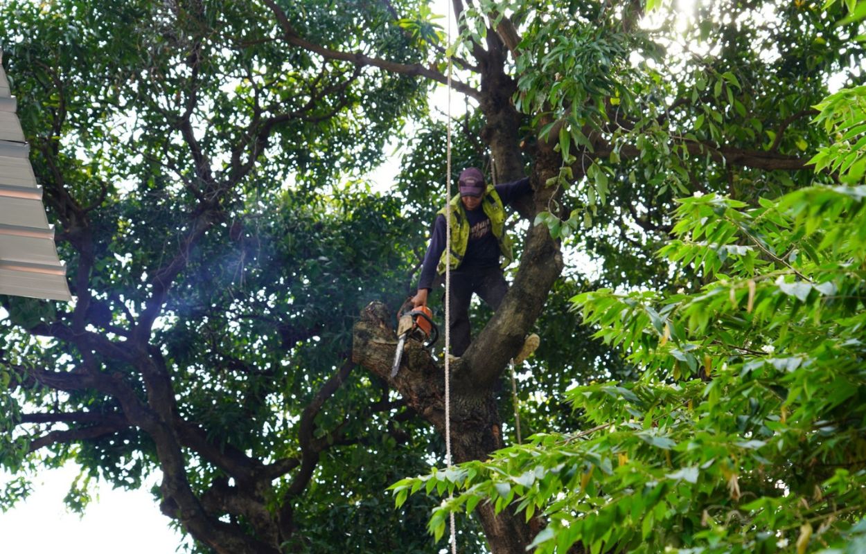 Sudin-Tamhut-Pangkas-Pohon-di-Kebon-Baru