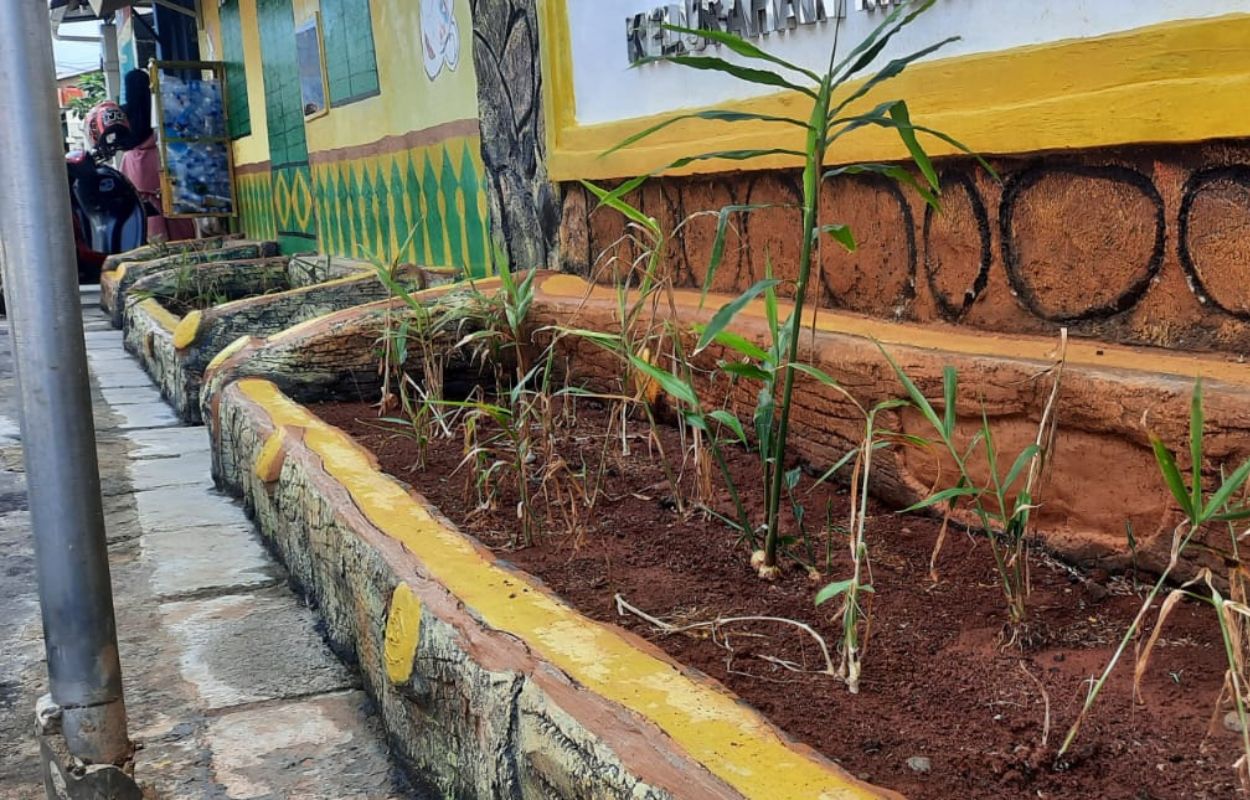 200-Bibit-Jahe-Ditanam-Taman-Kampung-Jahe