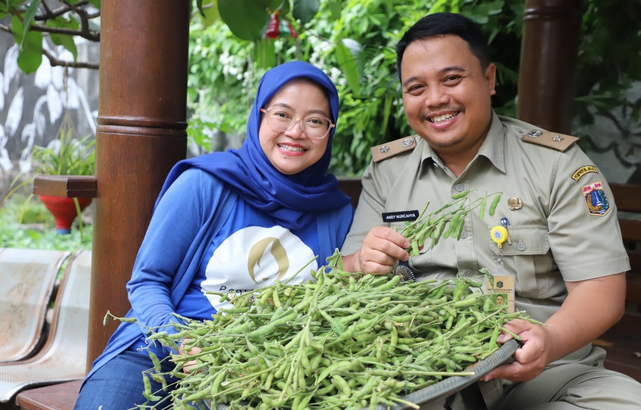 Kelurahan-Grogol-Selatan-Panen-Kacang-Edamame-di-Kebun-Keyla-5