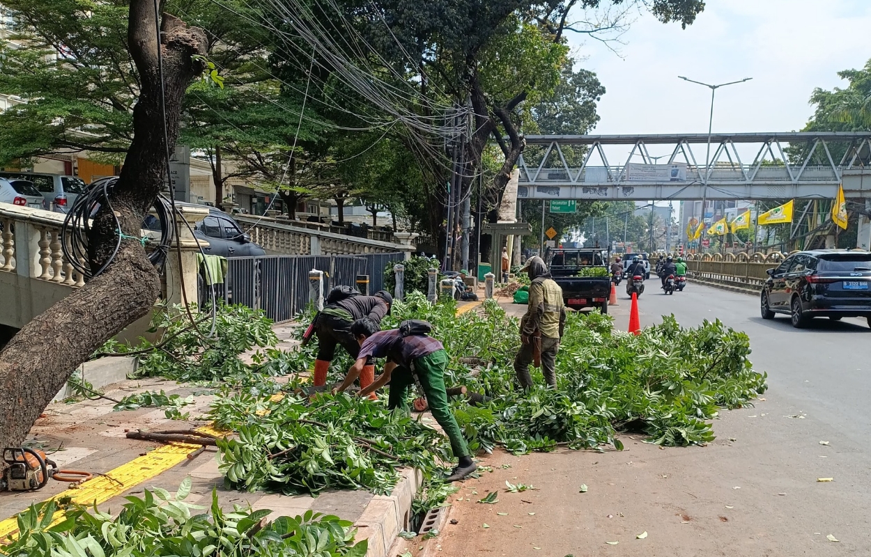 Sudin-Tamhut-Jaksel-Pangkas-18-Pohon-Rawan-Tumbang-di-Kecamatan-Tebet