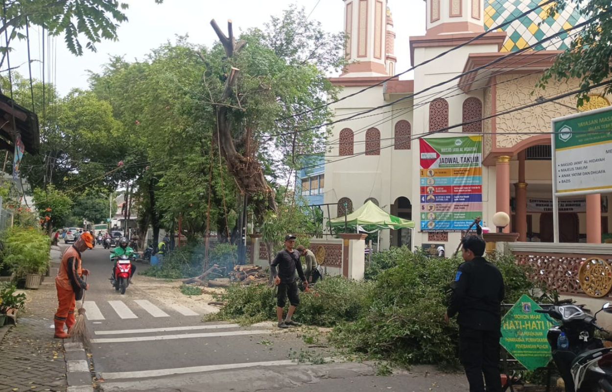 Pohon-Beringin-Setinggi-Delapan-Meter-Dipangkas-di-Jalan-Tebet-Dalam-III