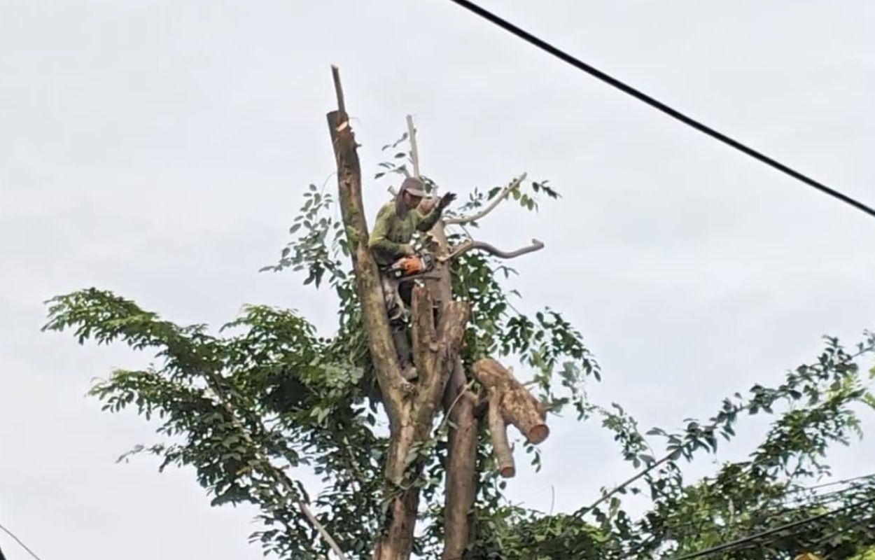 Tindaklanjuti-Permintaan-Warga-Petugas-Pangkas-Pohon-Rawan-Tumbang-di-Gandaria-Selatan