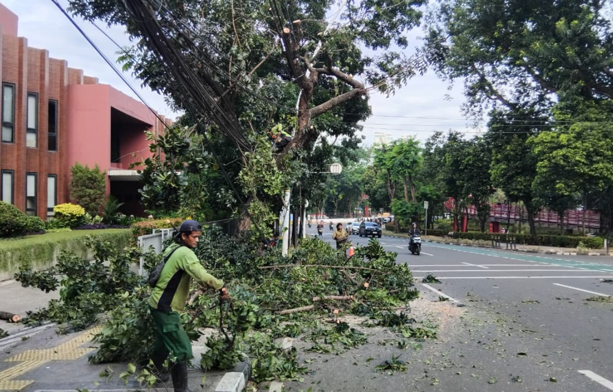 Pohon-Rawan-Tumbang-di-Jalan-Melawai-Raya-Dipangkas