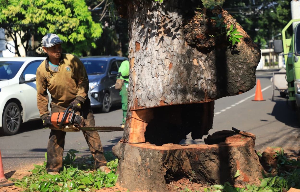 Pohon-Kropos-di-Jalan-Gandaria-Tengah-3-Ditebang