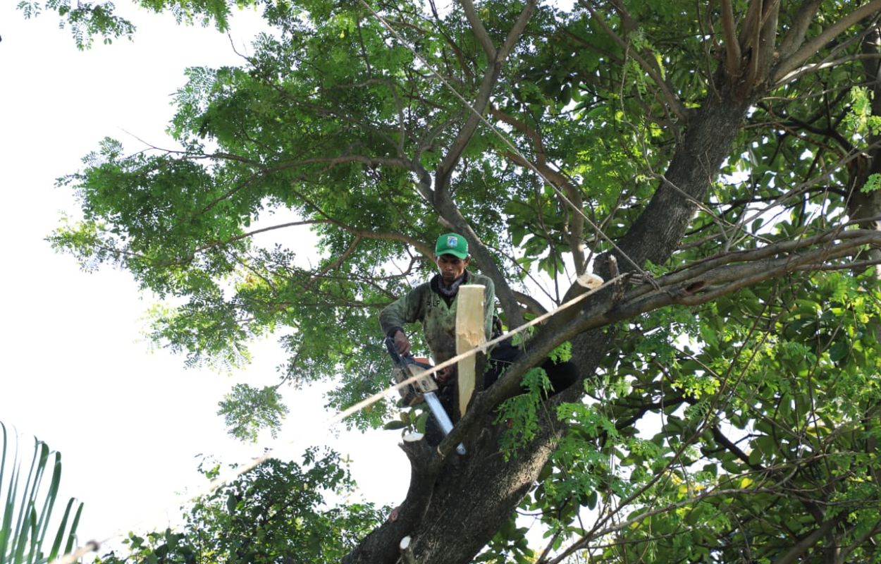 Empat-Pohon-Rawan-Tumbang-di-Jalan-Moch-Kahfi-II-Dipangkas