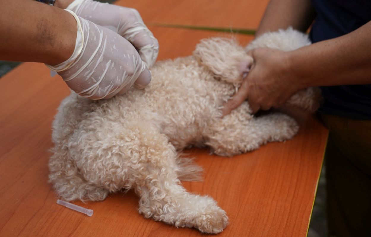 74-HPR-di-Kelurahan-Guntur-Divaksinasi-Rabies