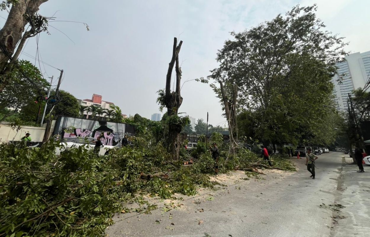 Pohon-Rawan-Tumbang-di-Wilayah-Mampang-Prapatan-Dipangkas
