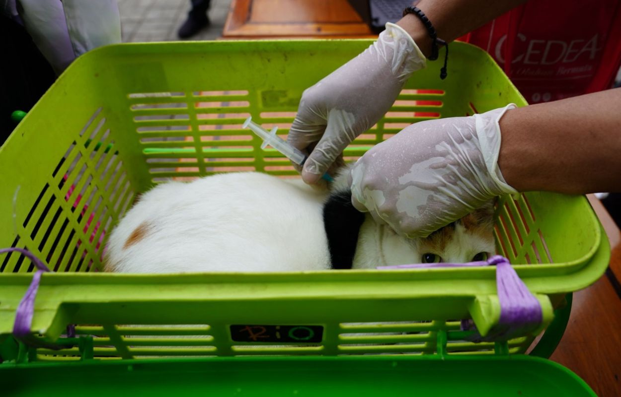 Puluhan-HPR-di-Manggarai-Selatan-Divaksin-Rabies