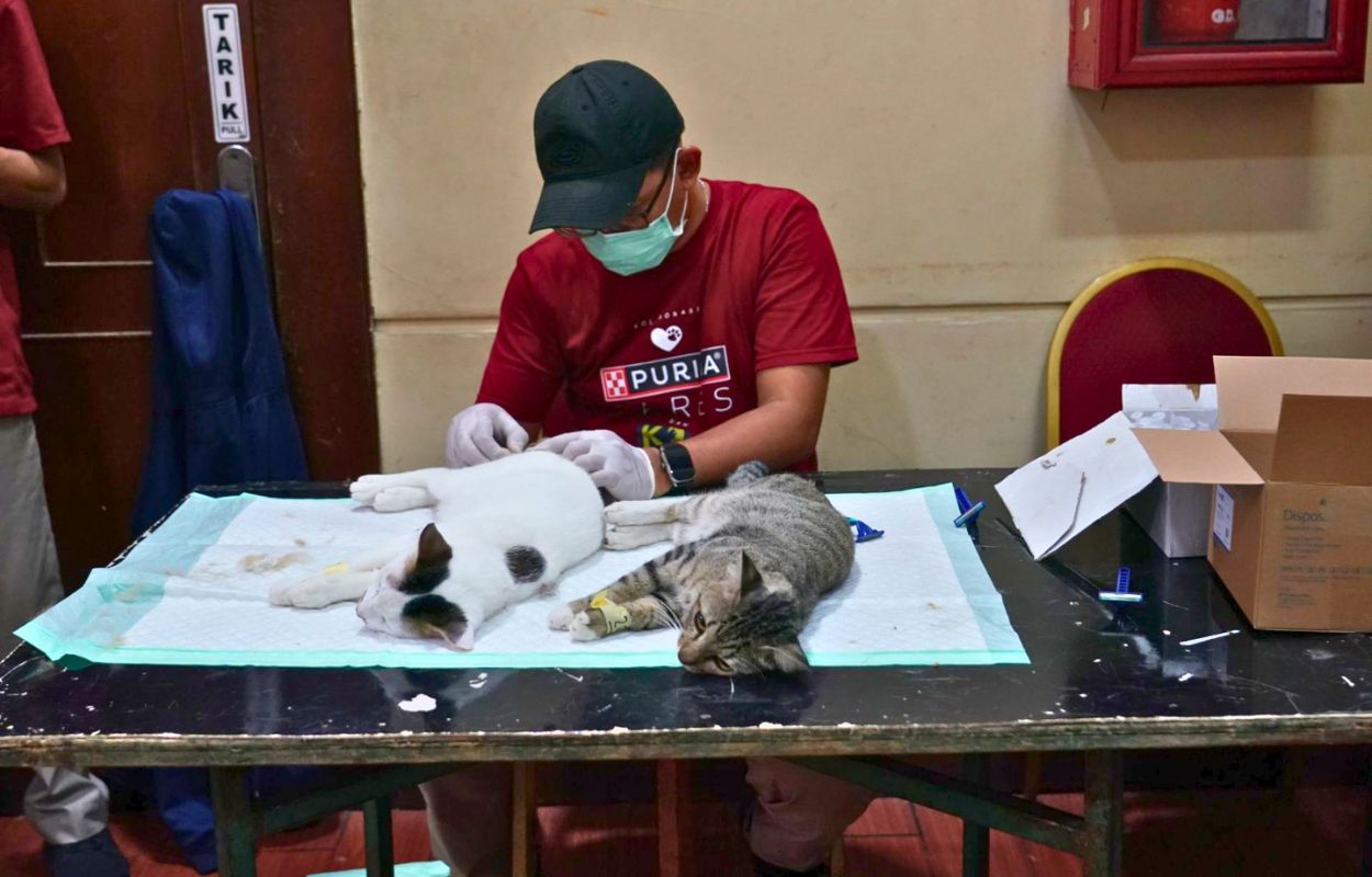 Kendalikan-Populasi-Kucing-Sudin-KPKP-Jaksel-Gelar-Sterilisasi-Gratis
