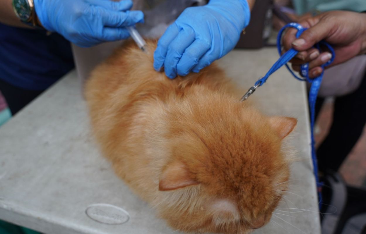 Puluhan-HPR-di-Kelurahan-Karet-Kuningan-Divaksin-Rabies