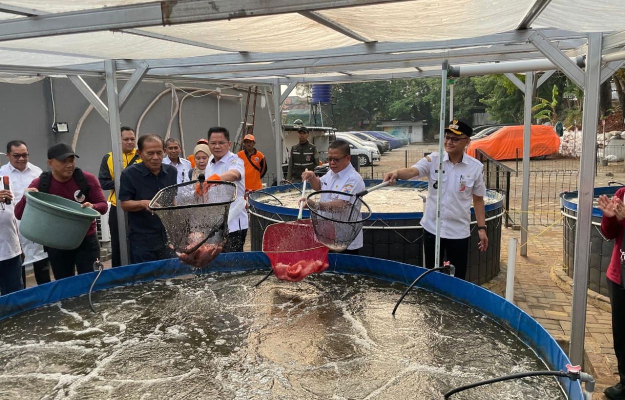 Walikota-Syafrin-Panen-Ikan-dan-Sayuran-di-Poktan-New-Puspita-Makmur