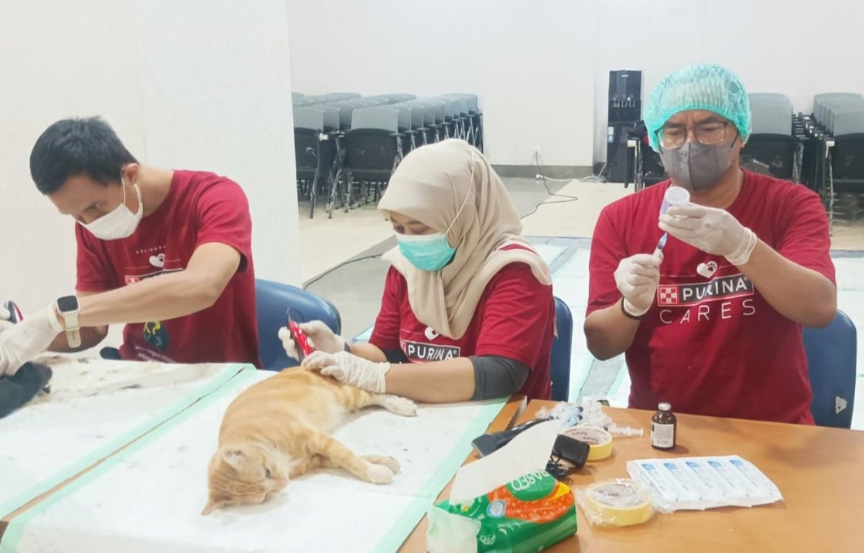 257-Kucing-di-wilayah-Kebayoran-Baru-dan-Cilandak-Disterilisasi