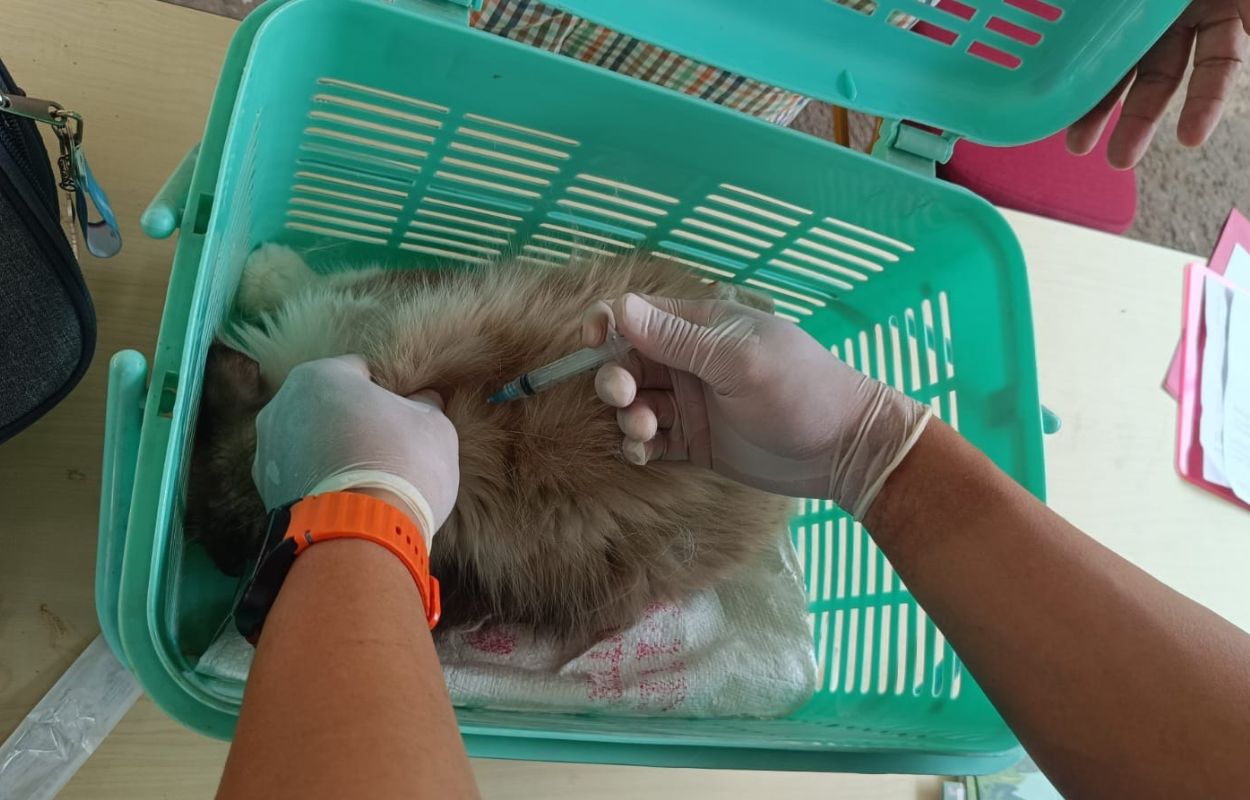 Puluhan-HPR-di-Kuningan-Timur-Divaksinasi-Rabies