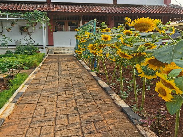 area-kantor-kelurahan-kebagusan-ditanami-bunga-matahari