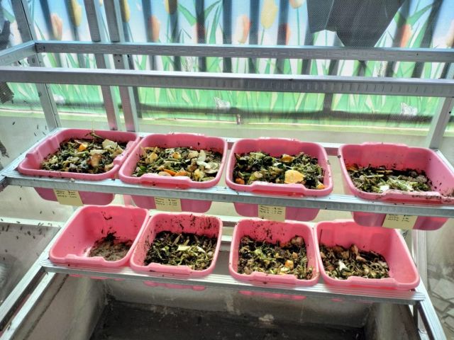 kelurahan-kebon-baru-budidayakan-ulat-maggot-untuk-mengolah-limbah