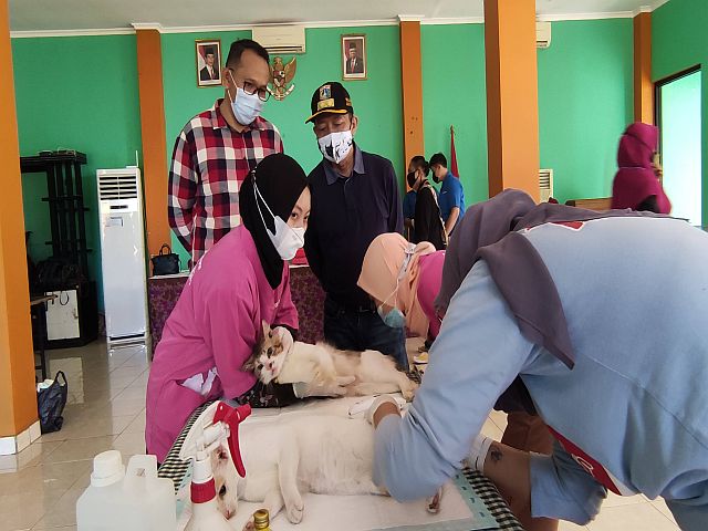 pemkot-jaksel-gelar-sterilisasi-dan-vaksinasi-rabies