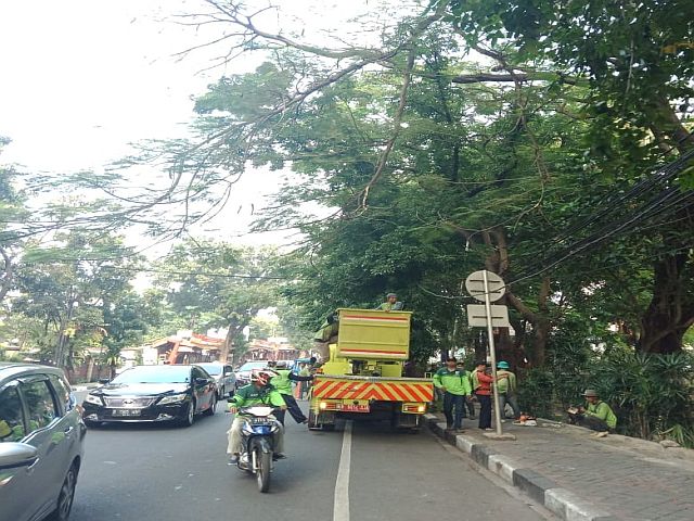 puluhan-ribu-pohon-di-jaksel-telah-ditoping