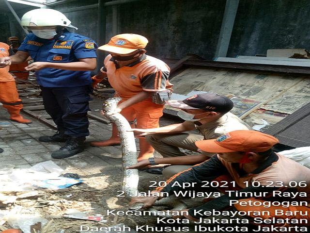 sudin-gulkarmat-jaksel-evakuasi-ular-sanca-di-kelurahan-petogogan