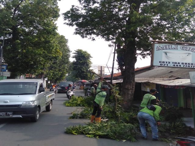 sudin-kehutanan-jaksel-toping-pohon-di-sembilan-titik