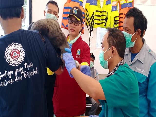 sudin-kpkp-jaksel-gelar-pelayanan-kesehatan-hewan-pasca-banjir